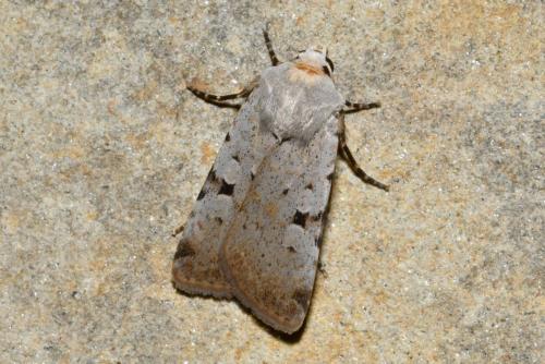 Chersotis margaritacea
